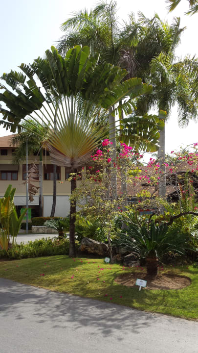 Tolle Pflanzen  Grand Palladium Select Bávaro Resort & Spa
