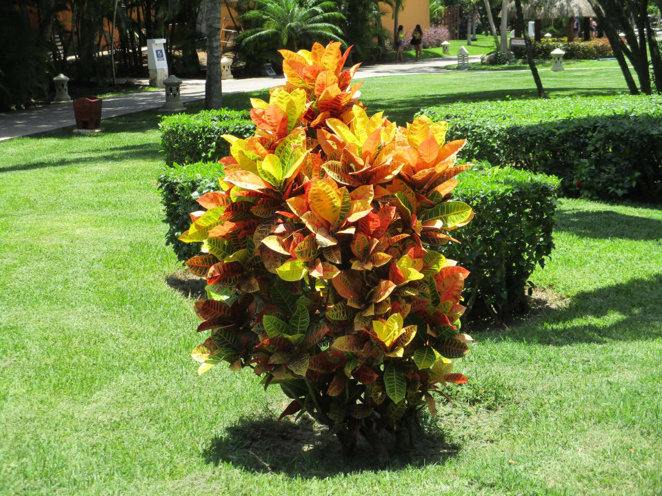 Gartenanlage Iberostar Waves Paraiso Beach