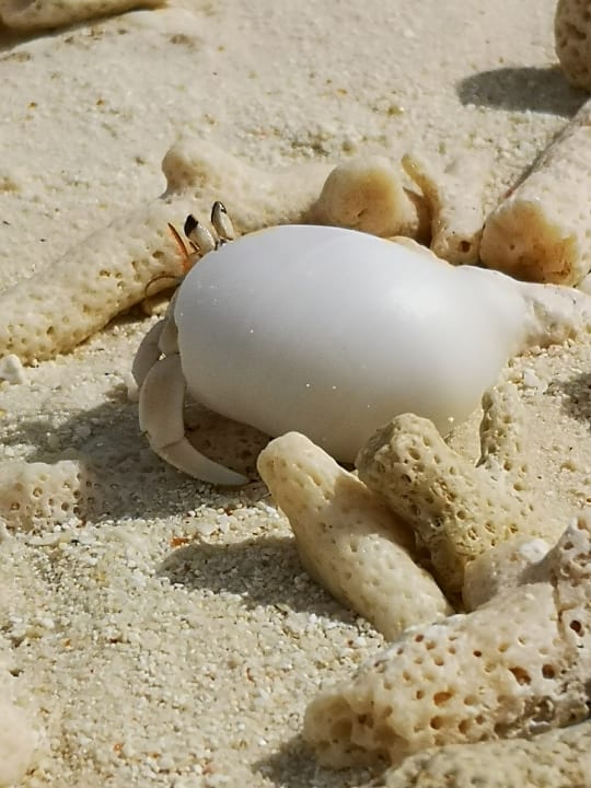 Strand Adaaran Select Meedhupparu Island Resort - Premium All Inclusive