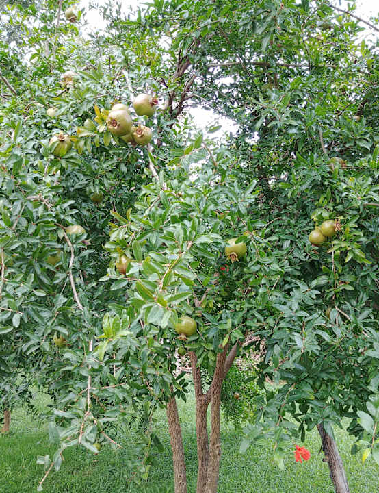 Granatapfelbaum im Garten Labranda Alantur Resort
