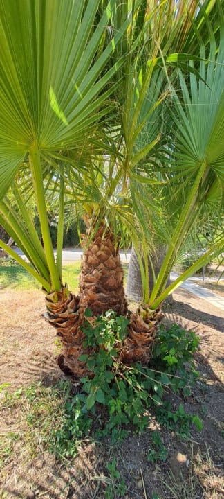 Gartenanlage Civitel Creta Beach