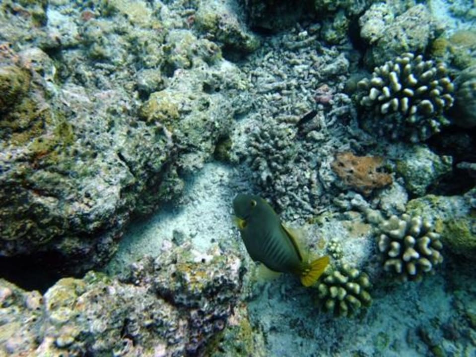 Schnorcheln am Hausriff NH Collection Maldives Reethi Resort