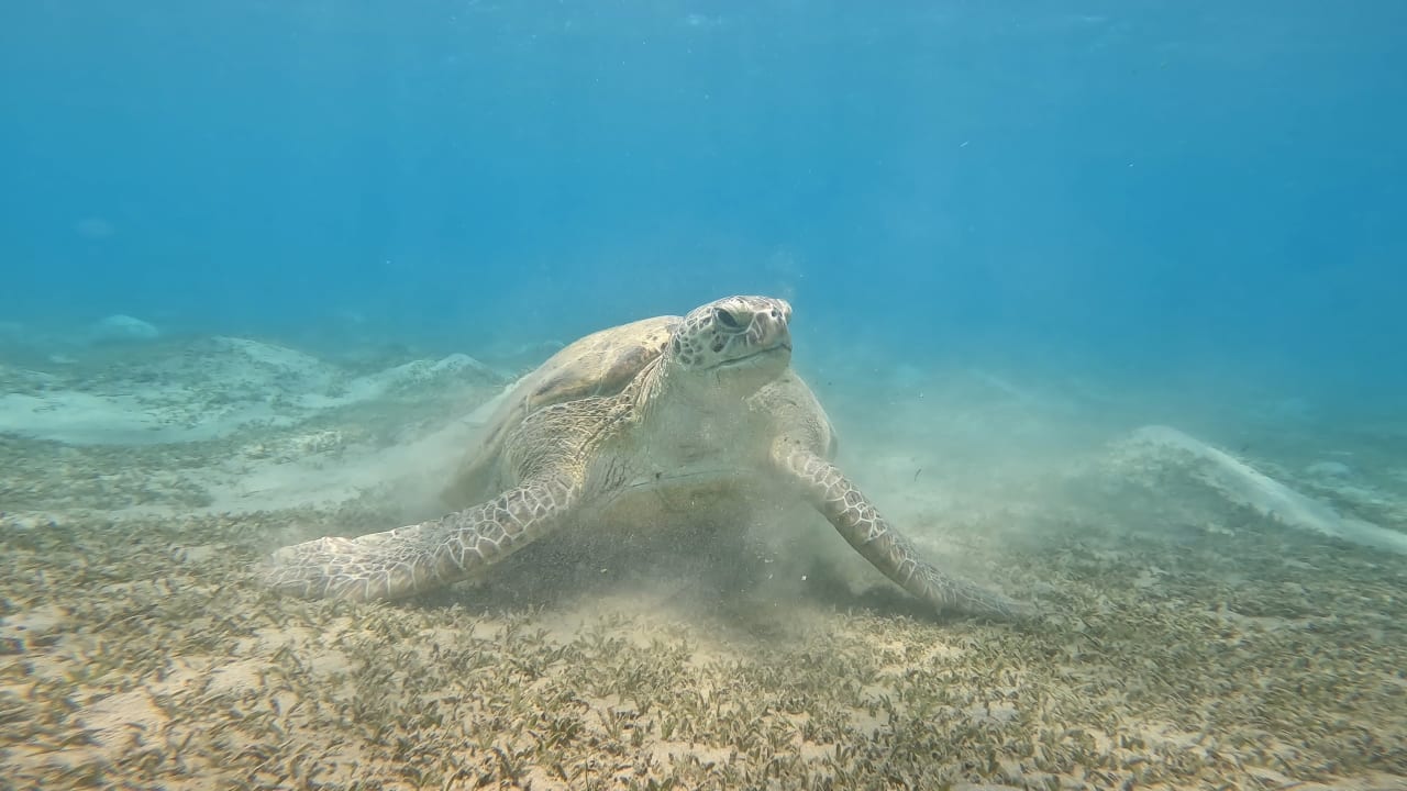 Sport & Freizeit Lazuli Hotel Marsa Alam