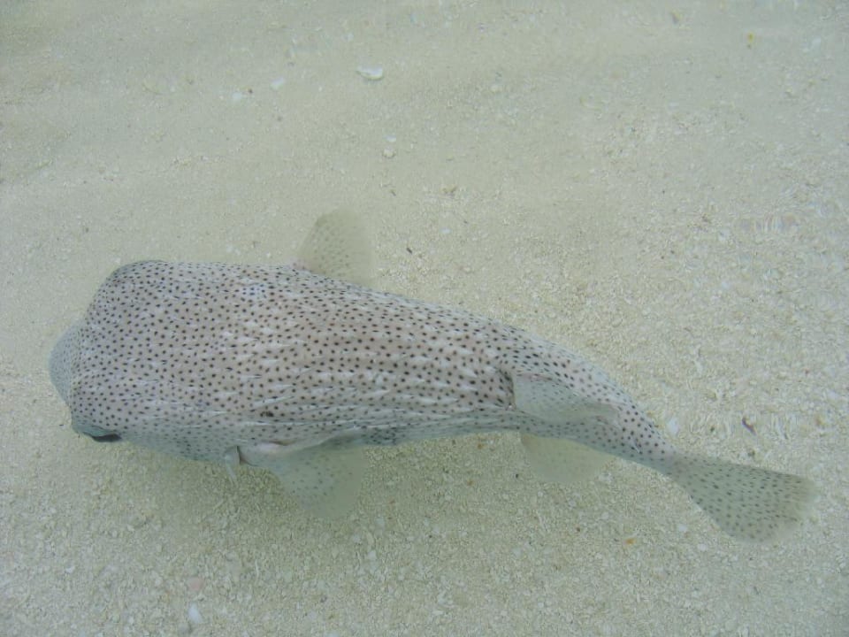 Fisch am Strand Summer Island Maldives