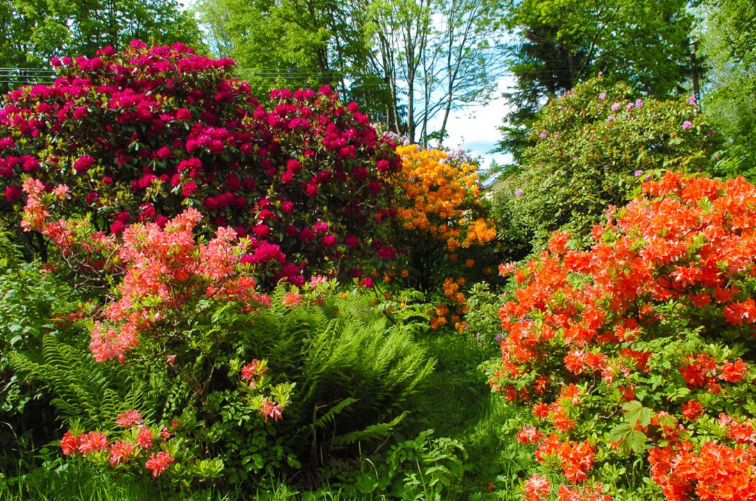 Kwiaty Kurhaus Pasja