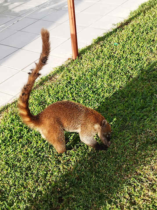 Sonstiges Hotel Riu Playacar