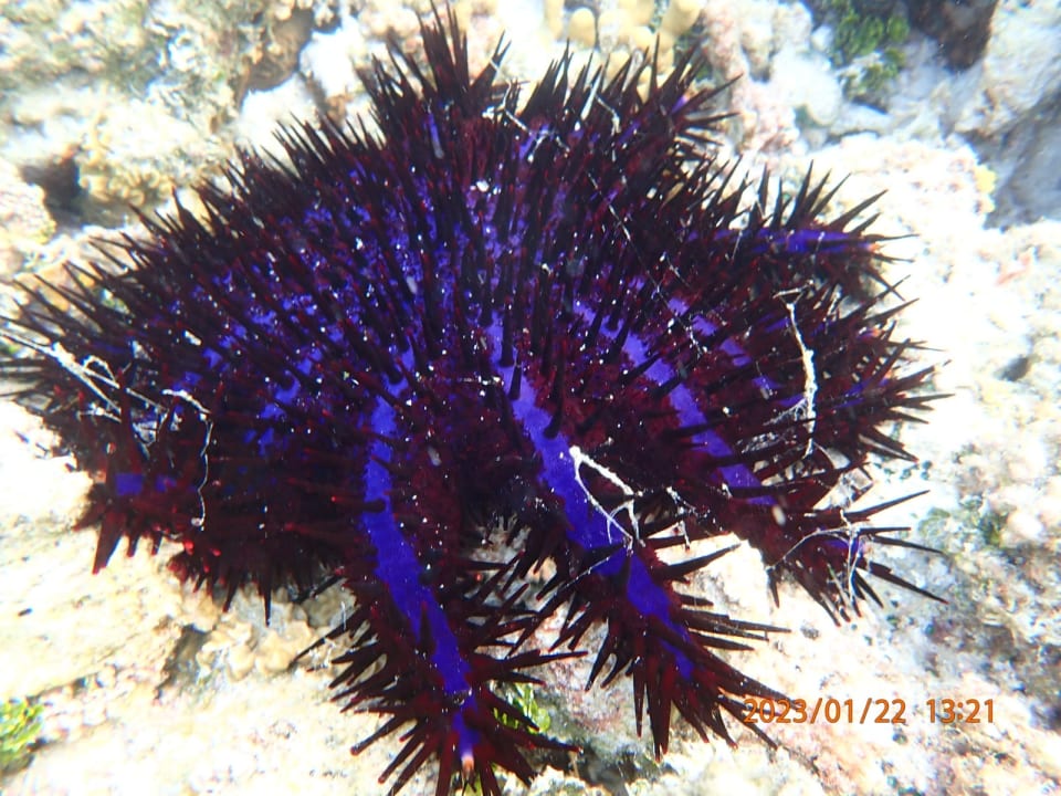 Sport & Freizeit Hotel Riu Palace Maldivas