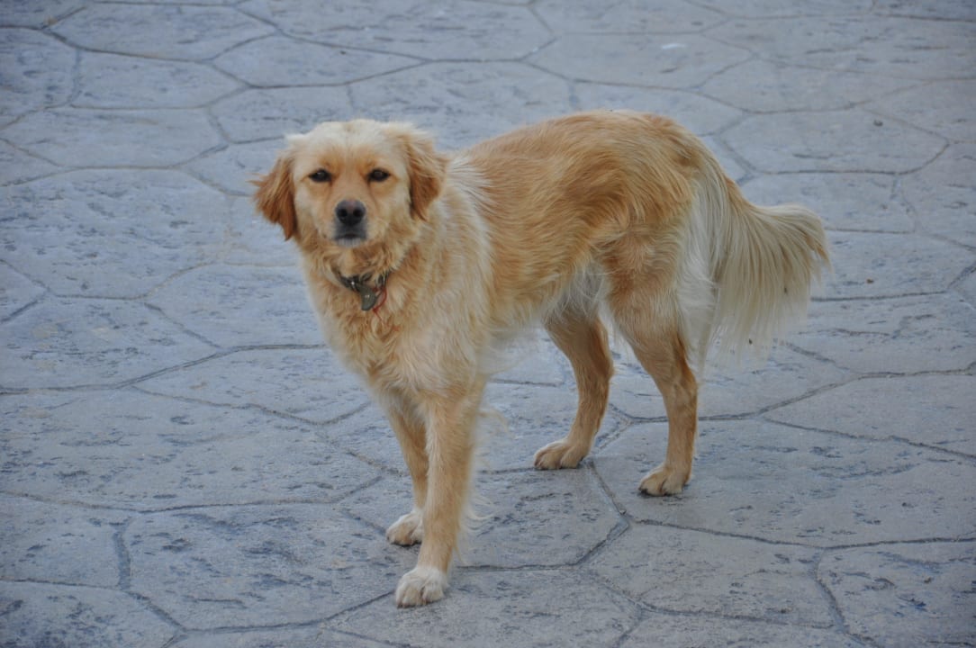 Der sehr scheue Hotelhund Ilios K Village Resort