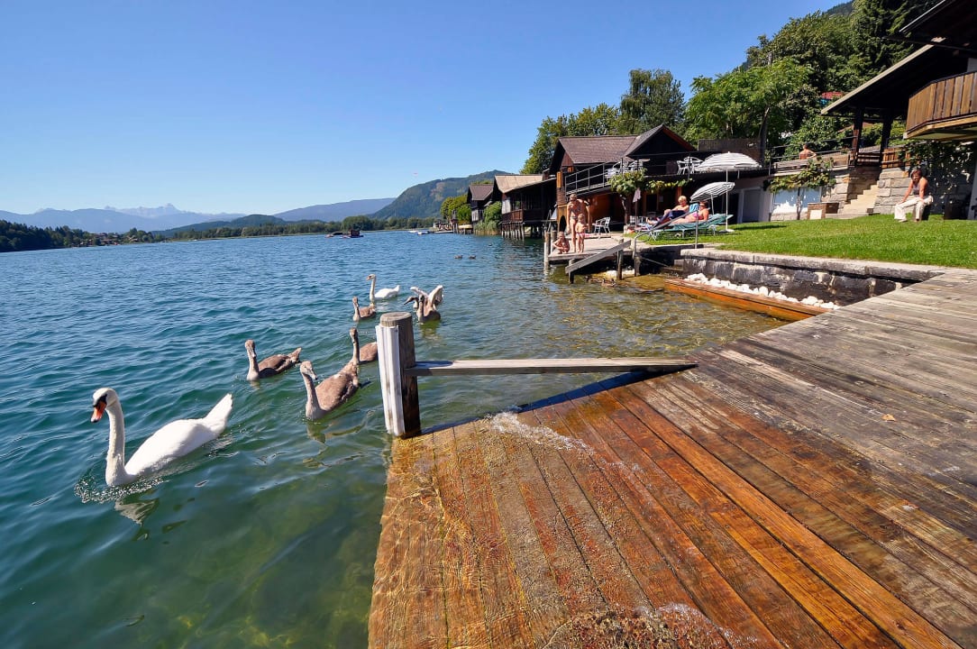 Schwäne am Badeplatz Villa Marienhof - Apartments am Ossiachersee