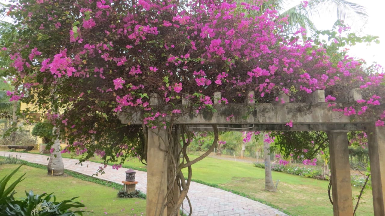 Gartenanlage Pandanus Resort