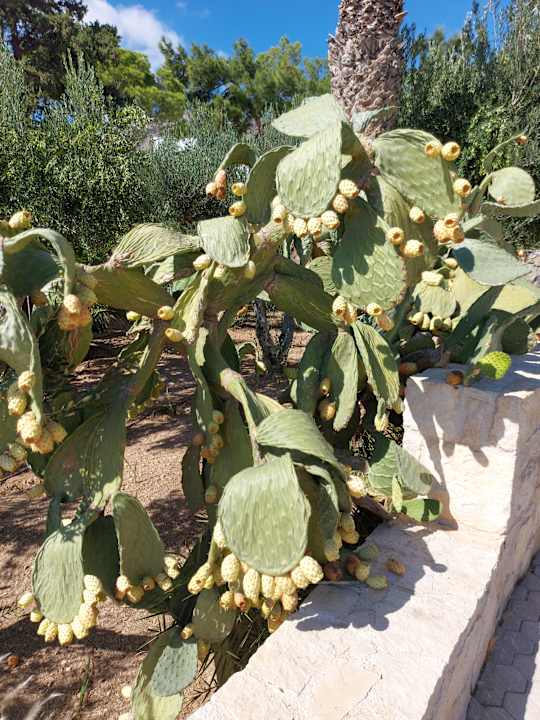 Gartenanlage Kakkos Beach Hotel