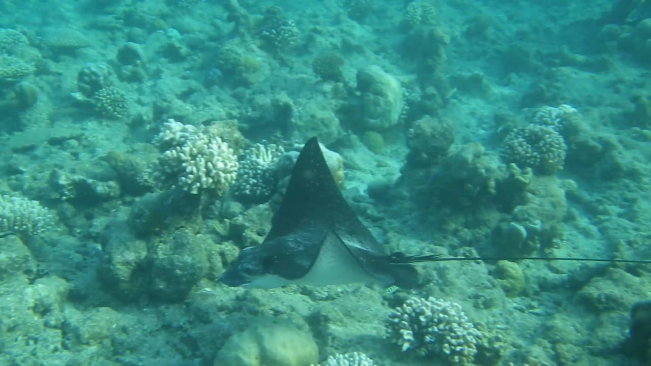 Beim Schnorcheln entdeckt: Adlerrochen Kuramathi Maldives