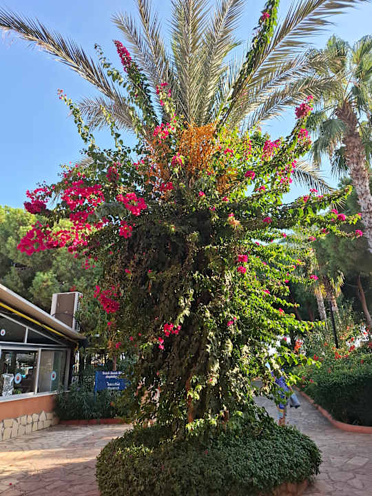 Gartenanlage Club Turtas Beach Hotel