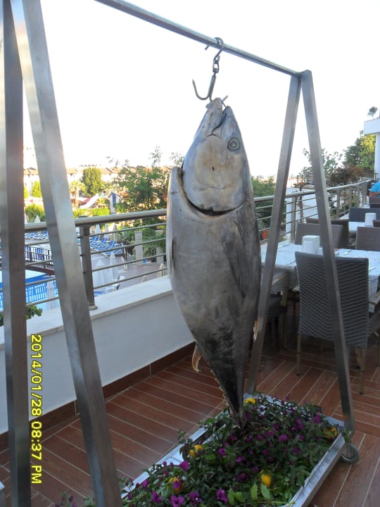 Thunfisch  am Harken ..... Side Prenses Resort & Spa