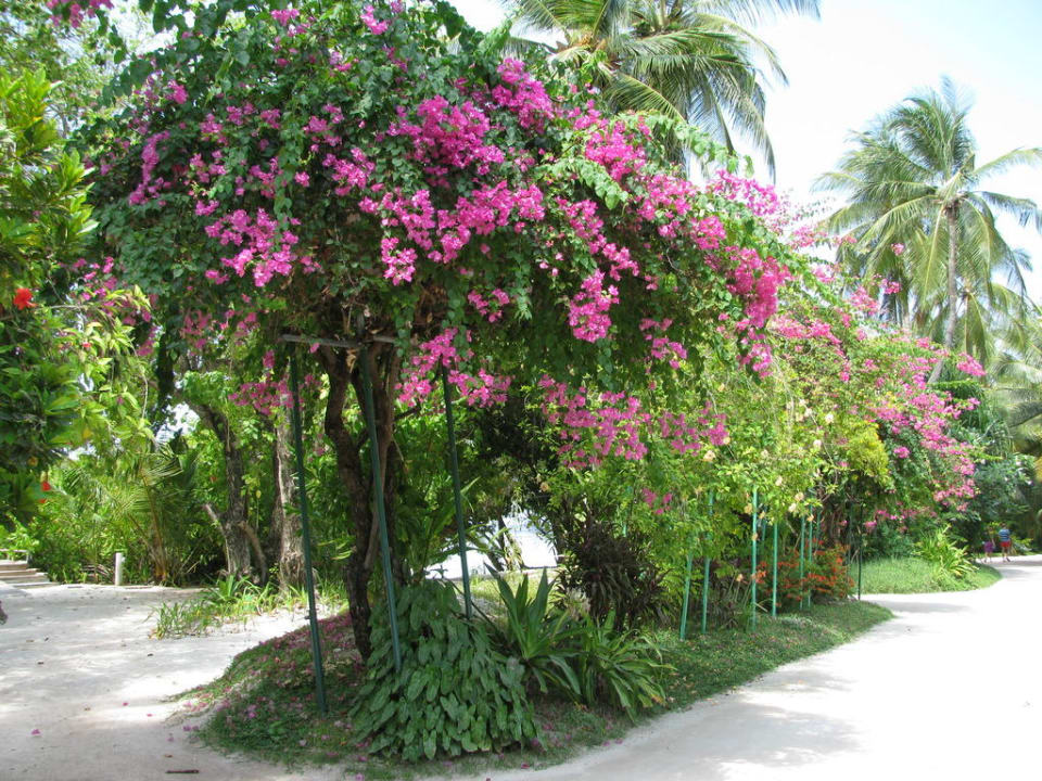 Pflanzen in der Anlage Kuramathi Maldives