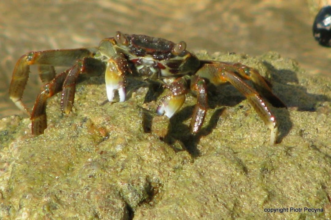 Krab na plaży w naama bay Hotel Falcon Hills
