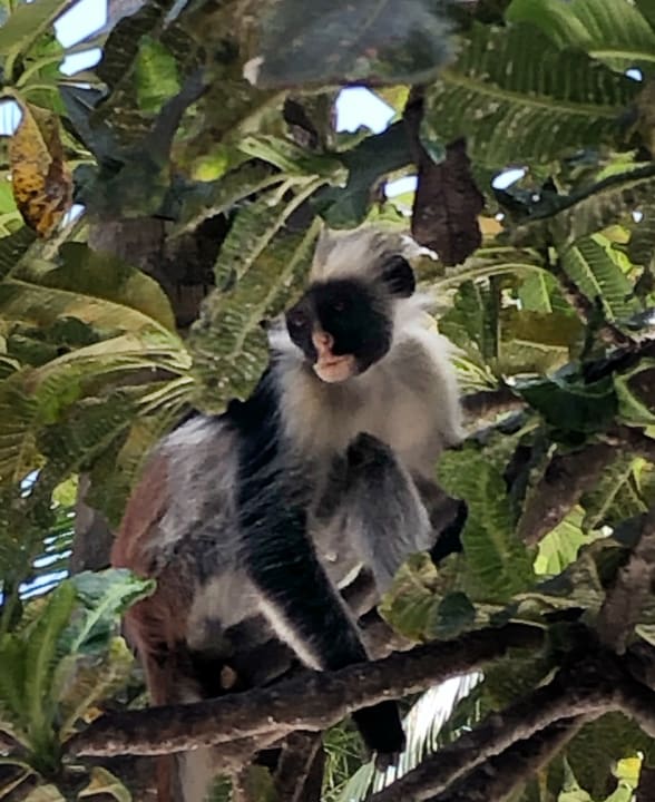 Sonstiges Karafuu Beach Resort & Spa