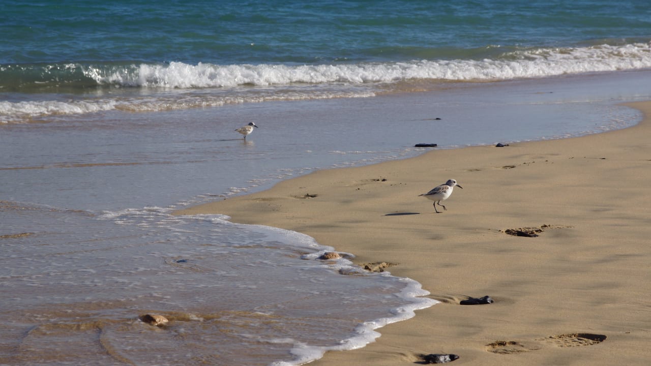 Strand SBH Club Paraiso Playa