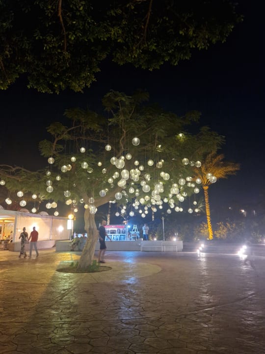 Gartenanlage Desert Rose