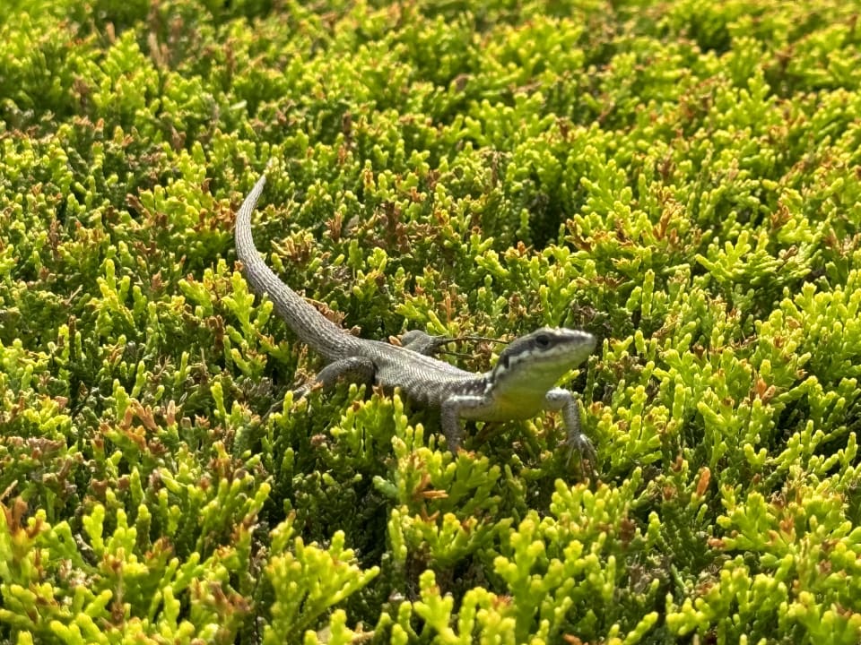 Gartenanlage Sunis Elita Beach Resort & Spa