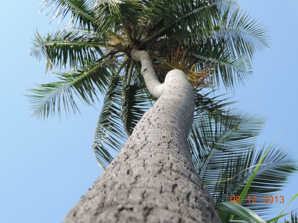 Palme mal anders fotografiert Kuredu Island Resort & Spa