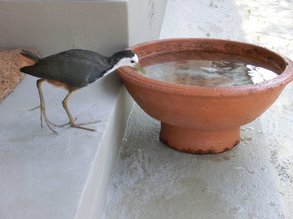 Willkommende Wasserstelle Adaaran Select Meedhupparu Island Resort - Premium All Inclusive