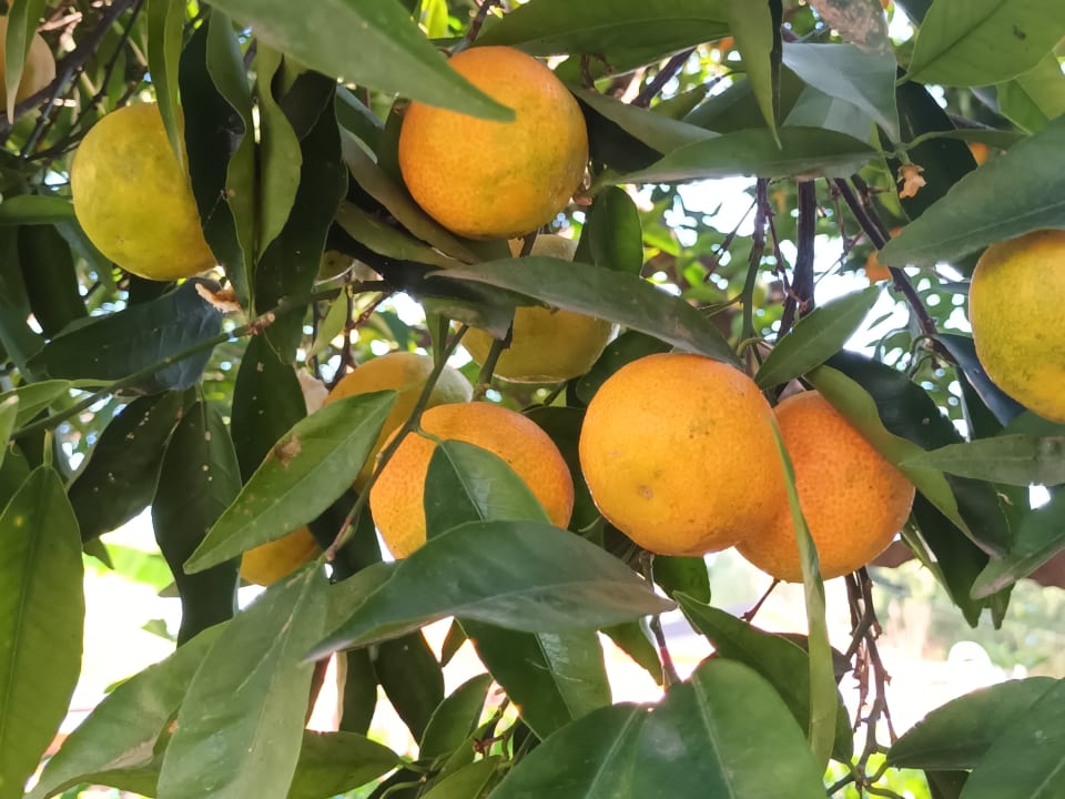 Gartenanlage Limak Limra Hotel & Resort