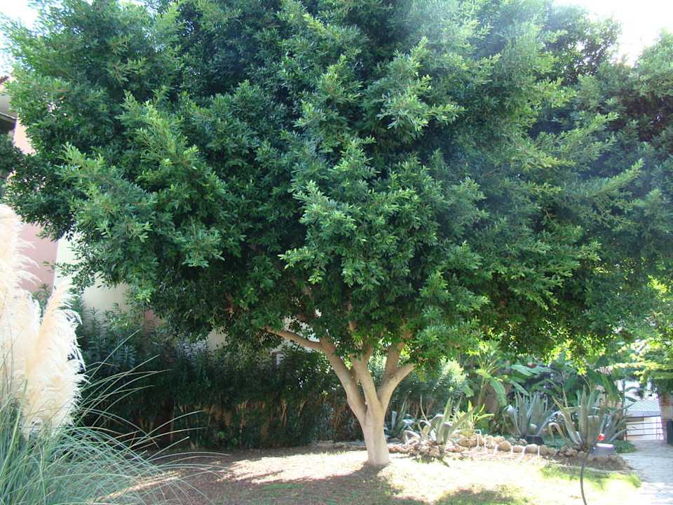 Сад Limak Limra Hotel & Resort