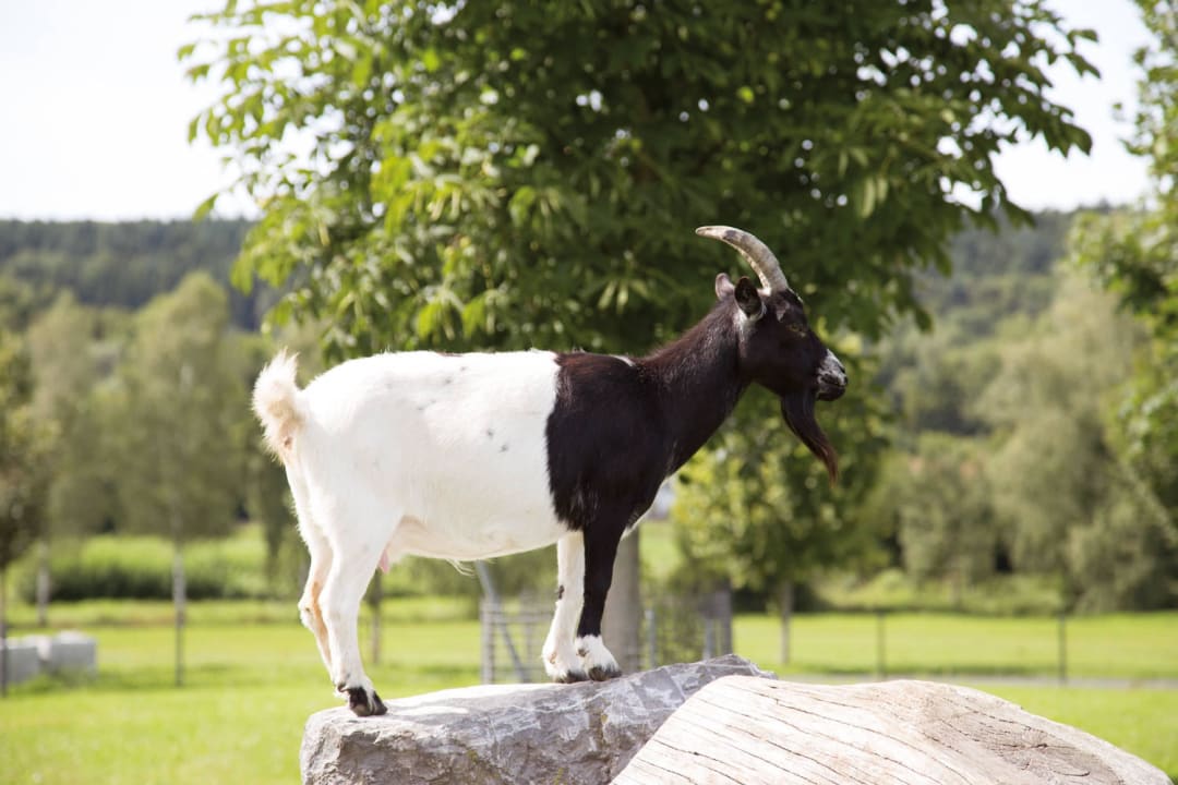 Streicheltiere Hotel Hofgut Tiergarten