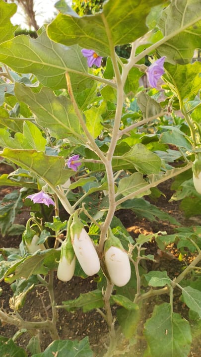 Gartenanlage Mövenpick Resort El Quseir