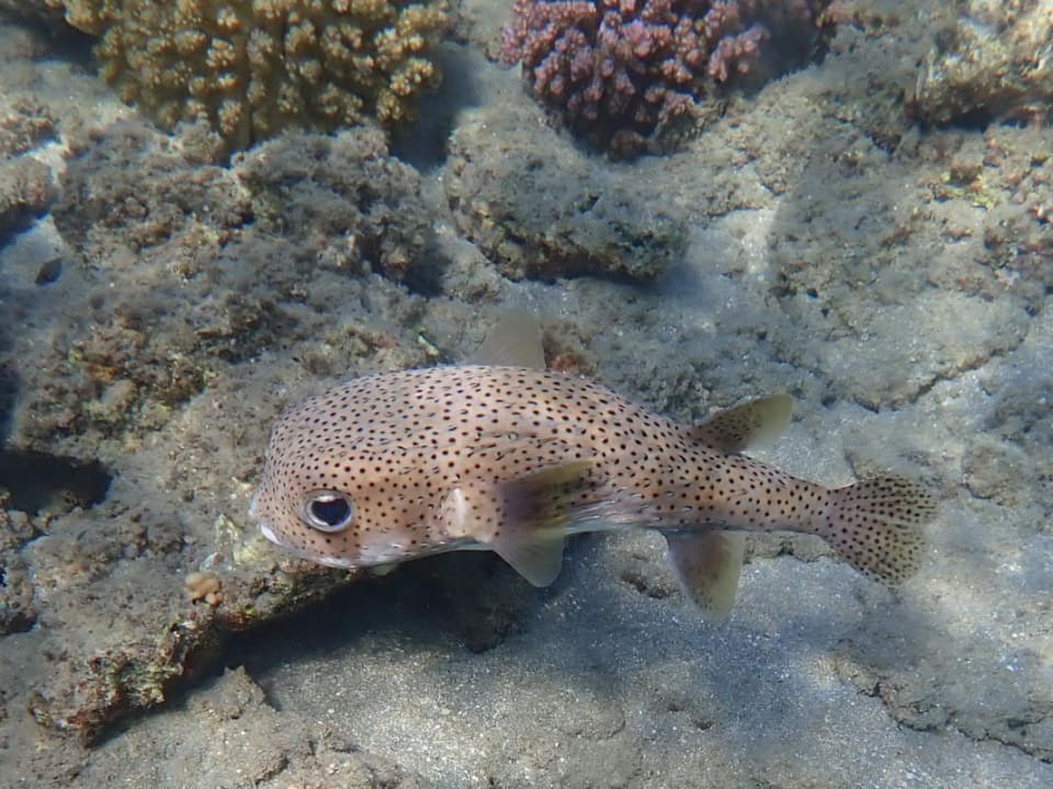 Sport & Freizeit Shams Alam Beach Resort