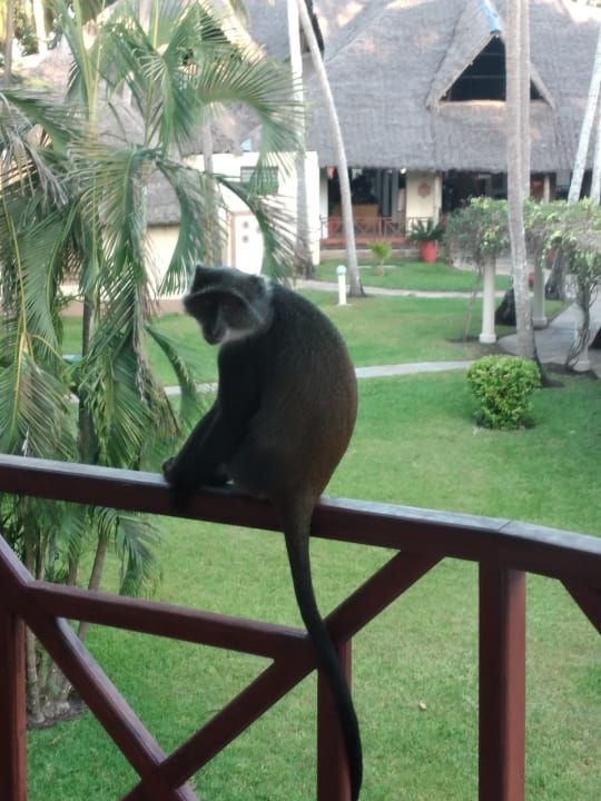 Zimmer Neptune Village Beach Resort & Spa