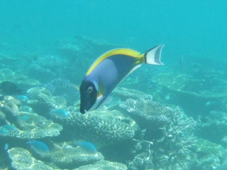 Unterwasserwelt Summer Island Maldives