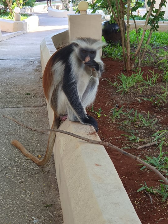 Gartenanlage Reef & Beach Resort