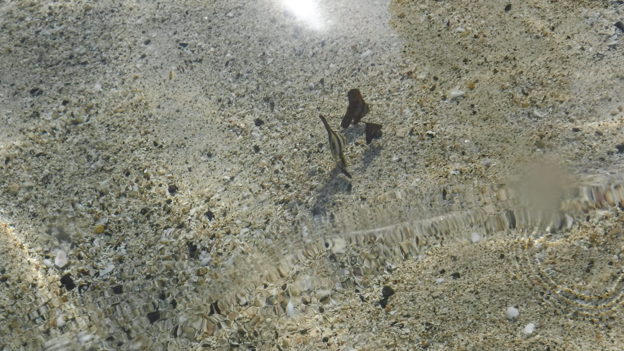 Strand Malikia Resort Abu Dabbab