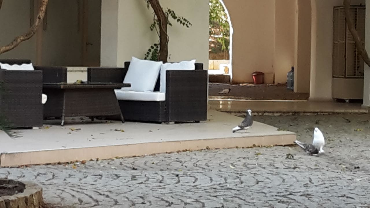 Lobby mit Rezeption und Tauben  Teos Village