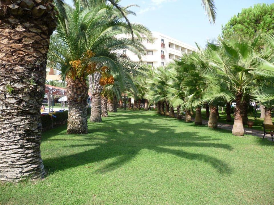 Palmen Miramare Queen Hotel