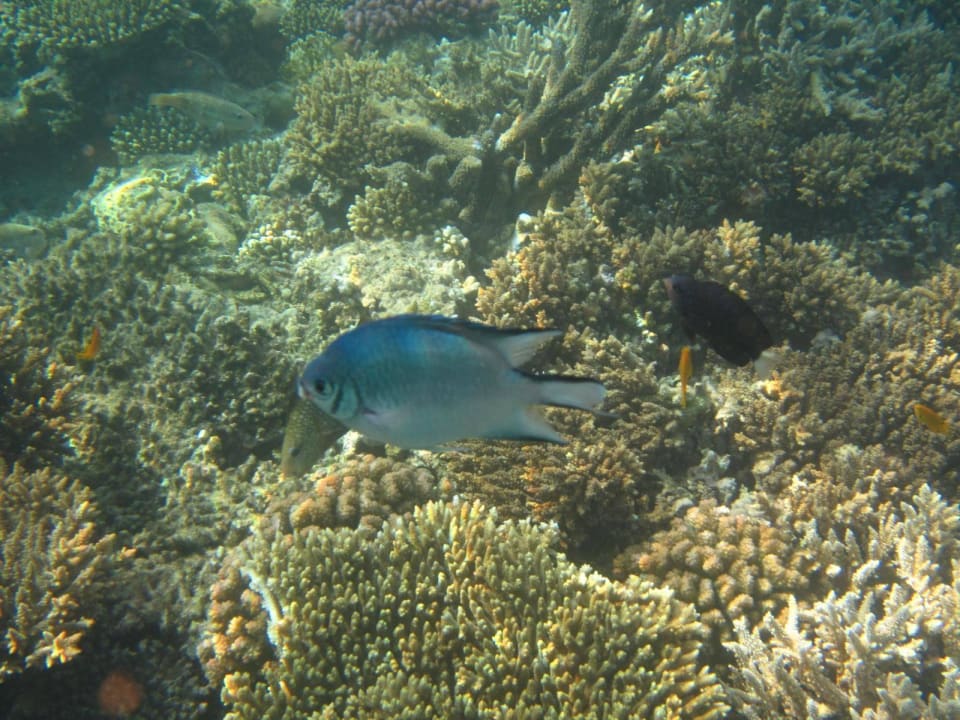 Hausriff Arabia Azur Resort