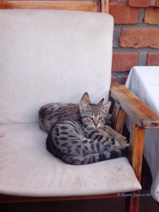 Katzen Can Garden Beach