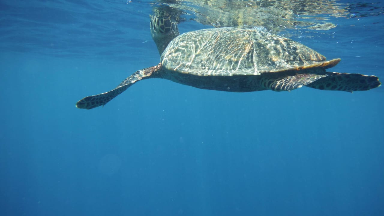 Riff Schildkröte Angaga Island Resort