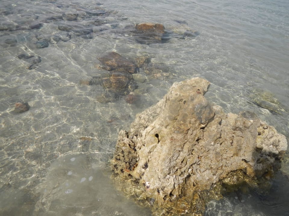 Tote Korallenreste, das Riff ist tot Pickalbatros Jungle Aqua Park Resort - Neverland Hurghada