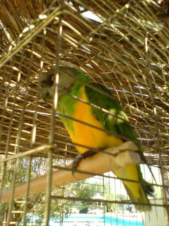 Mitbewohner Pegasos Deluxe Beach Hotel