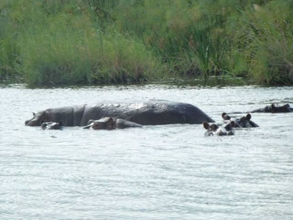 Hippos direkt vor dem Balkon Namushasha River Lodge