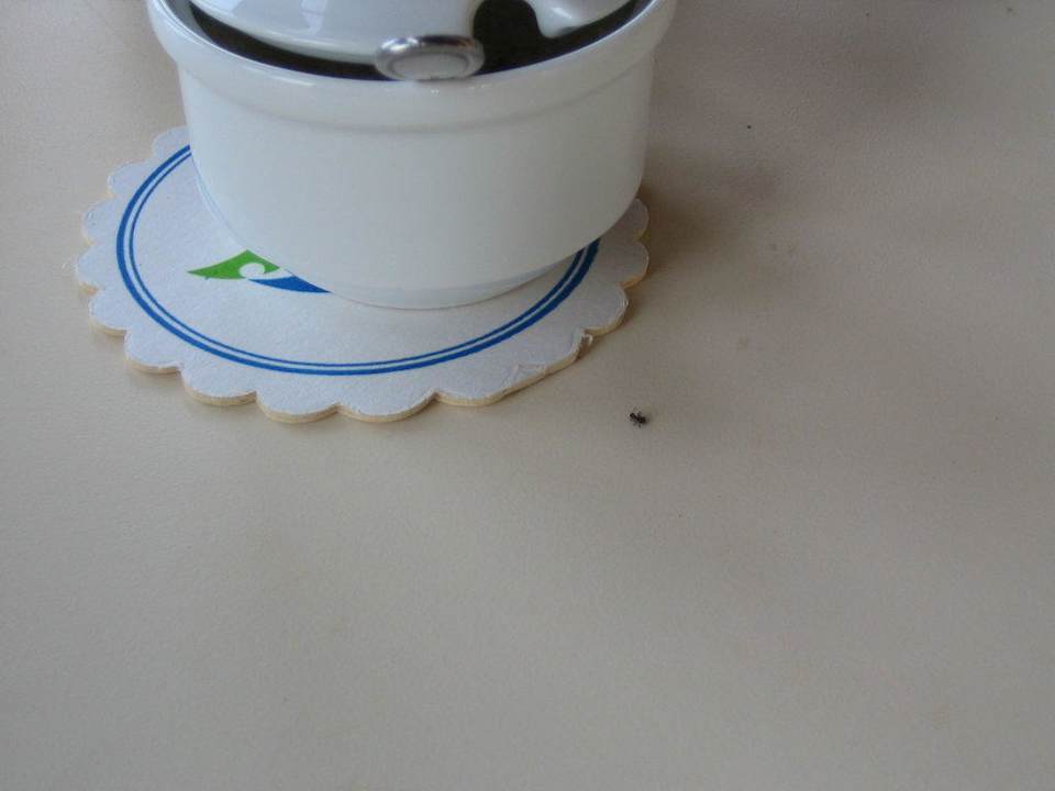 Tote Tiere auf den Tischen im Restaurant Hotel Sasco Blue Lagoon Resort