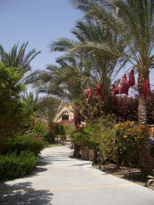 Wege Steigenberger Coraya Beach - Adults only