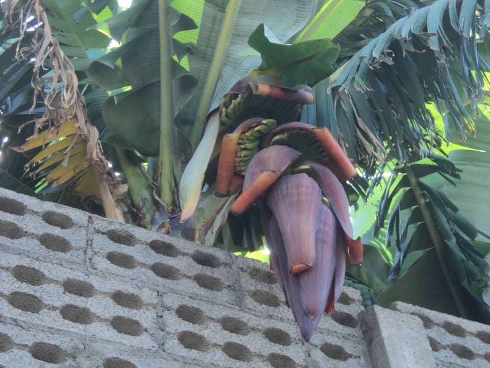 Alles schön La Palma Princess