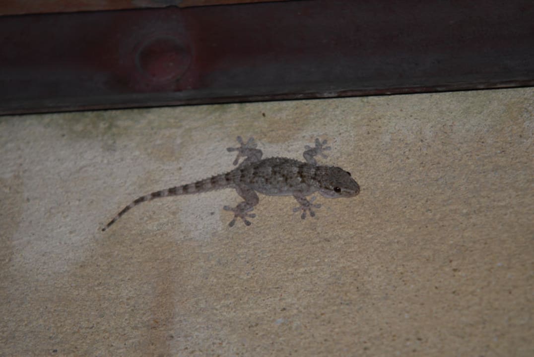 Abends kamen die Geckos raus Agriturismo Villa Luca