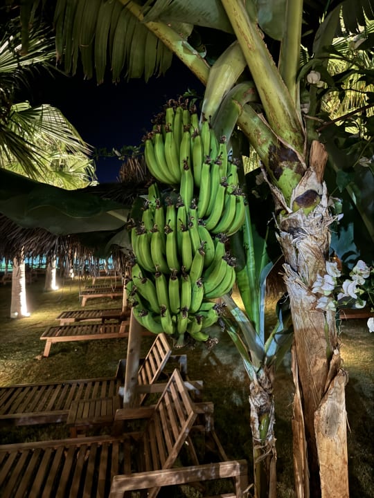 Gartenanlage Rubi Platinum Sign