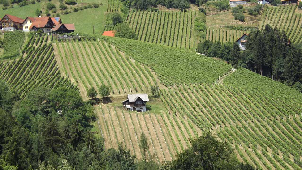 Schilcher Weinberge Gasthof Reinbacher