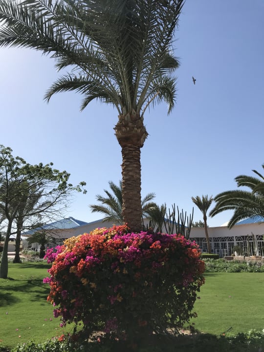 Gartenanlage Desert Rose